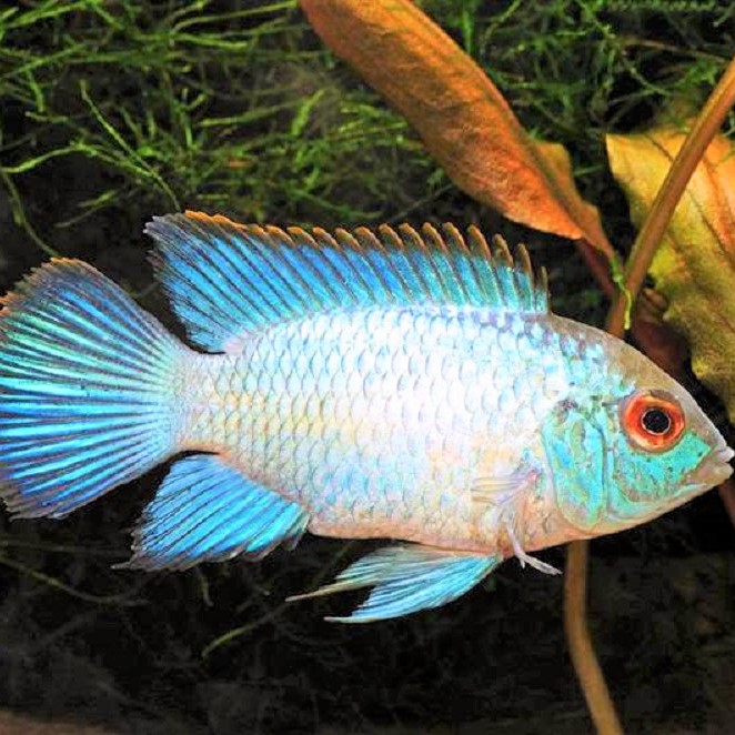 Nannacara anomala super blue 4-5 cm